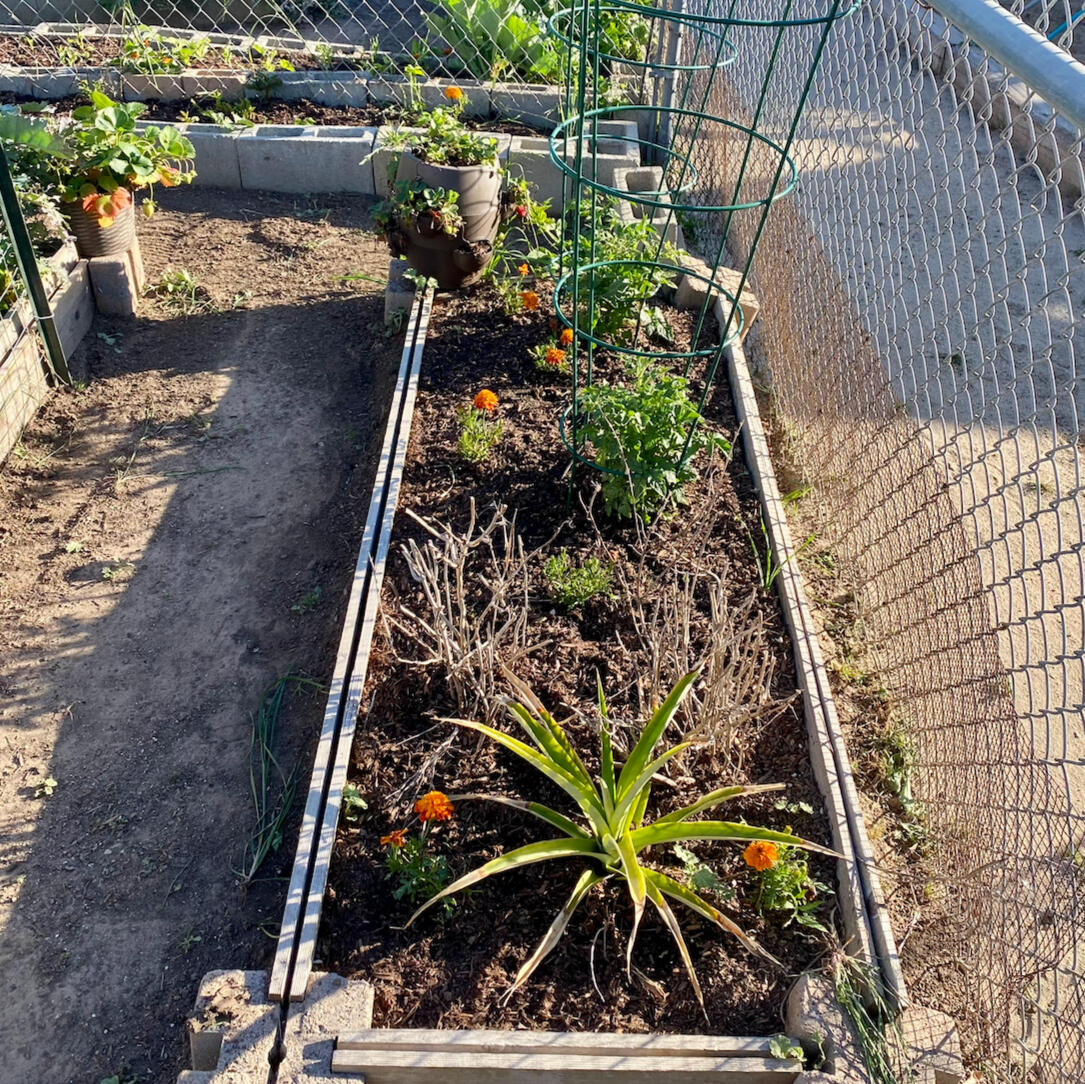 Nature-based learning garden area where children explore plants at Creative Little Minds preschool